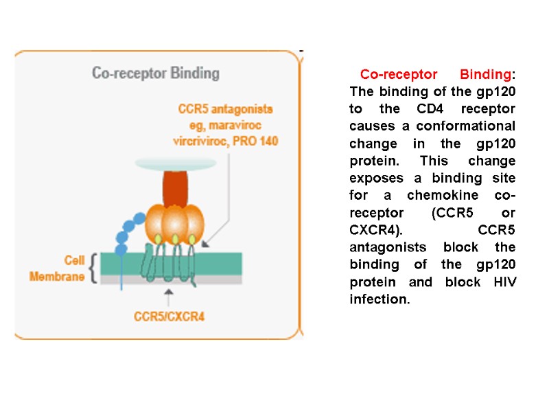 Co-receptor Binding: The binding of the gp120 to the CD4 receptor causes a conformational